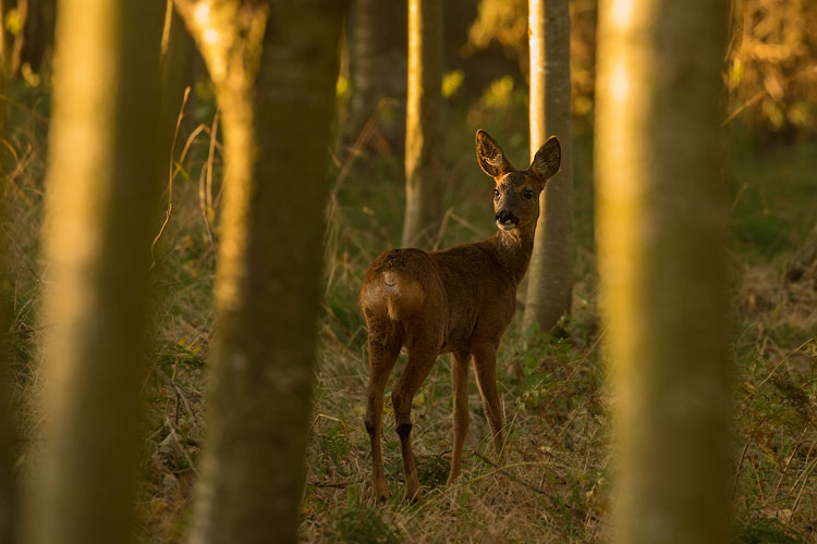 ROE DEER SEPTEMBER 2018