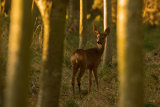 ROE DEER SEPTEMBER 2018