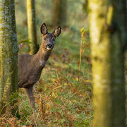 ROE DEER OCTOBER 2018