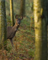 ROE DEER OCTOBER 2018