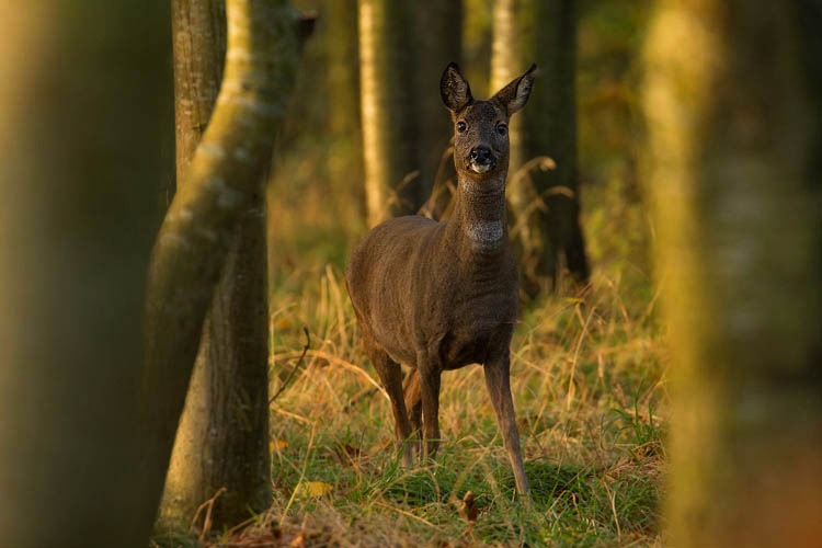 ROE DEER OCTOBER 2018