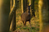 ROE DEER OCTOBER 2018