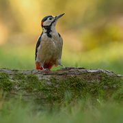 G.S. WOODPECKER