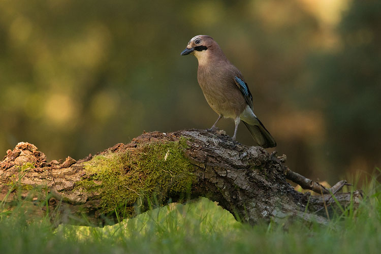 JAY SEPTEMBER 2018