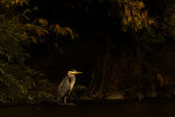 HERON SEPTEMBER 2018