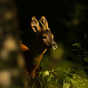YEARLING ROEBUCK AUGUST 2020