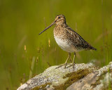 COMMON SNIPE JUNE 2018