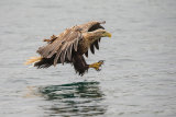 WHITE TAILED EAGLE JUNE 2018