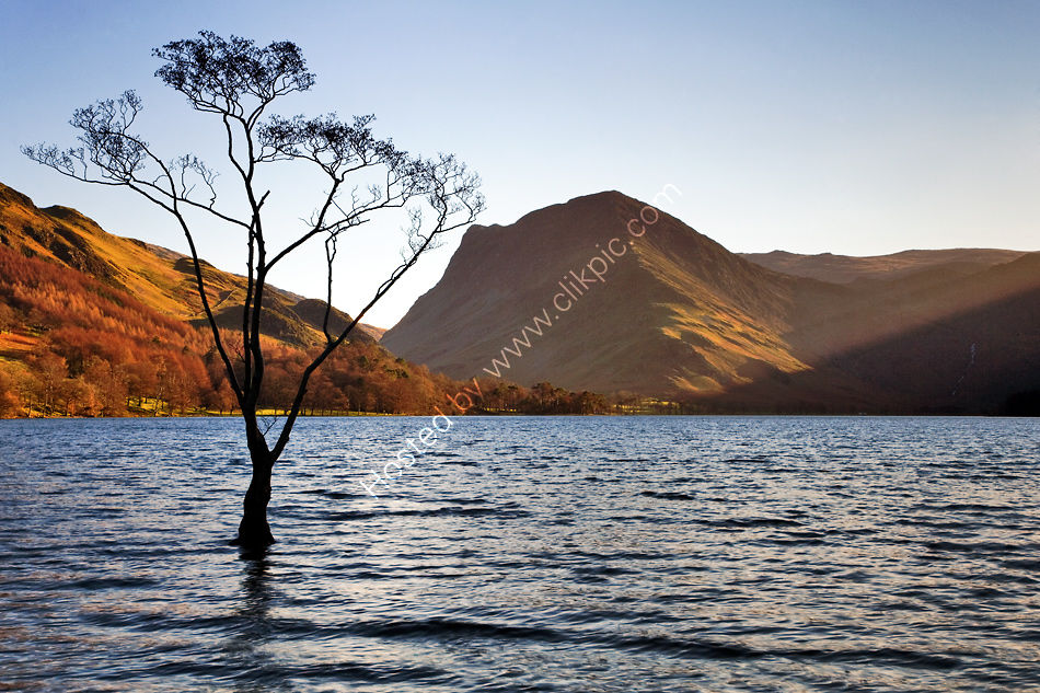Lone Tree at Buttermere