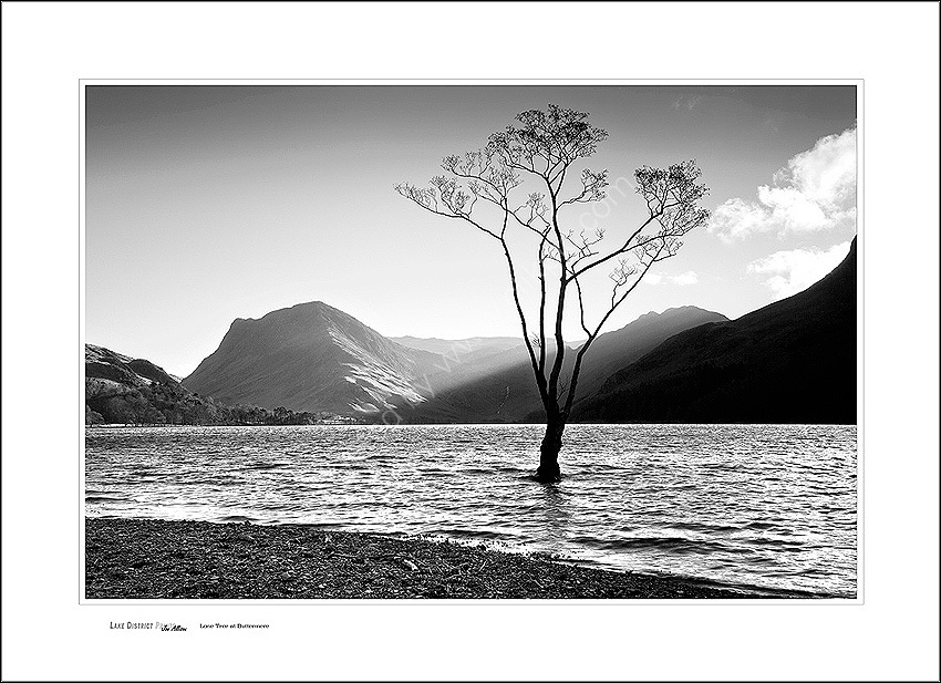 Lone tree at Buttermere
