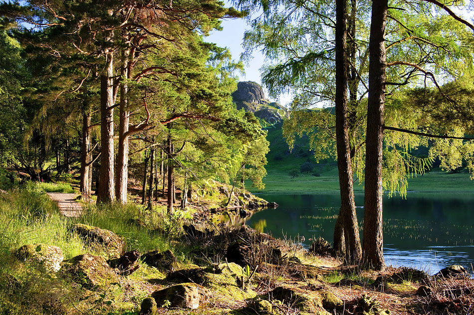Blea Tarn in Summer 5