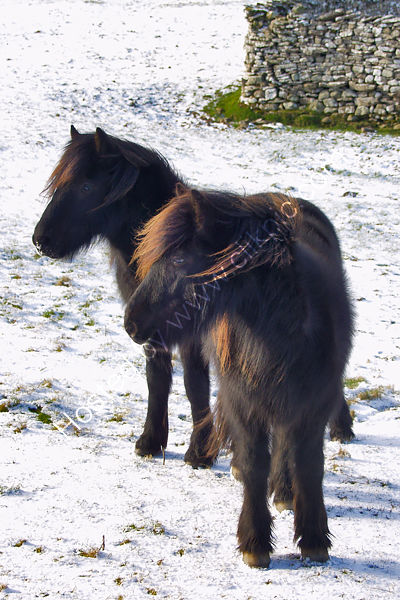 Fell Ponies, Haweswater