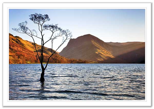 Lone Tree in floods at Buttermere