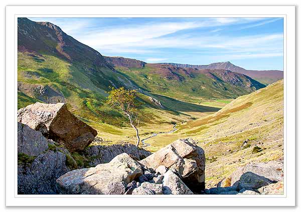 Rowan Tree, Newlands