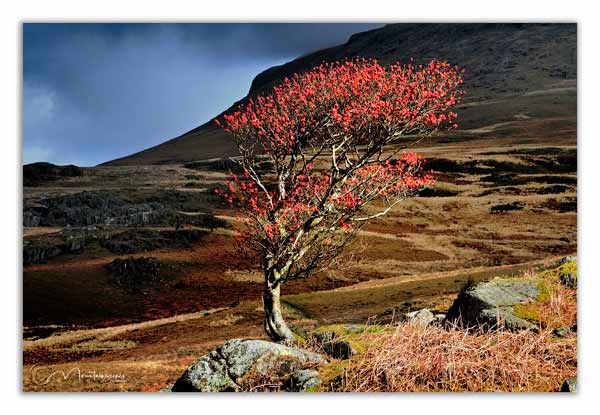 Lone Rowan tree, Eskdale