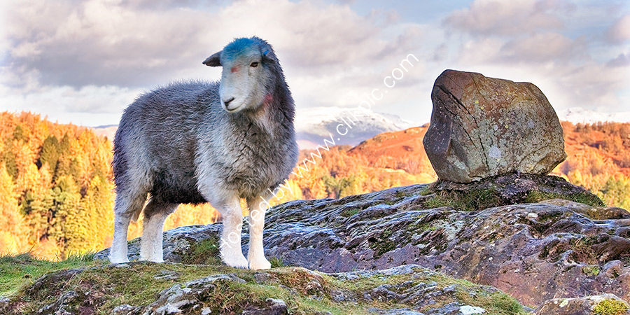 Tarn Hows Herdy