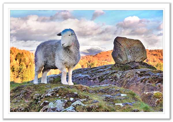 Tarn Hows Sheep