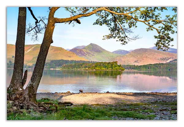 Derwentwater and Causey Pike through the trees