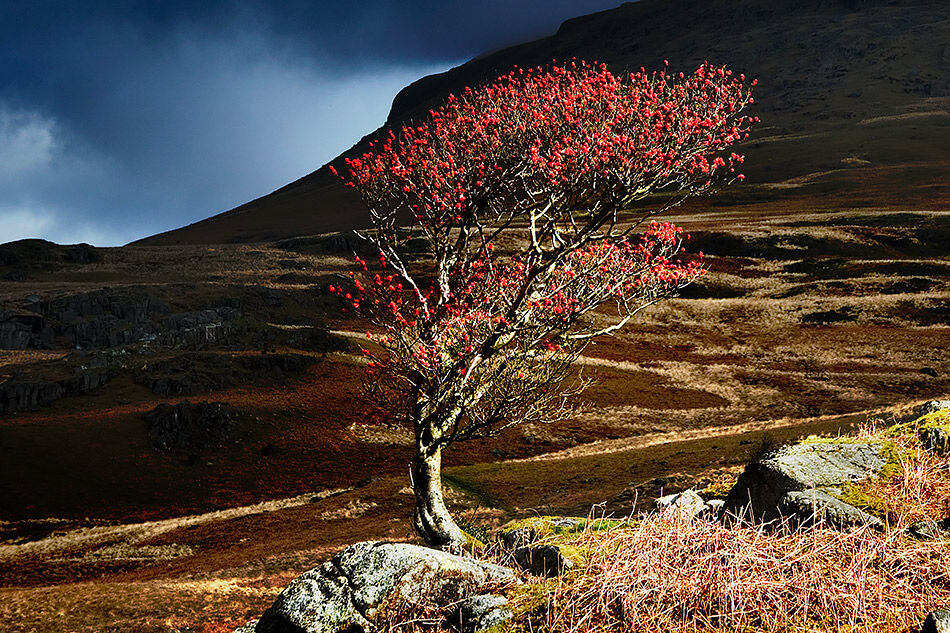 Lone Rowan, Eskdale