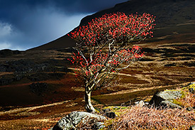 Lone Rowan, Eskdale