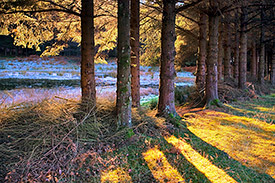 Stunning light through the trees