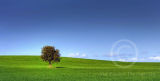 Blue And Green