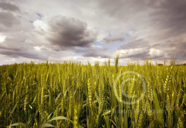 Wheat ......