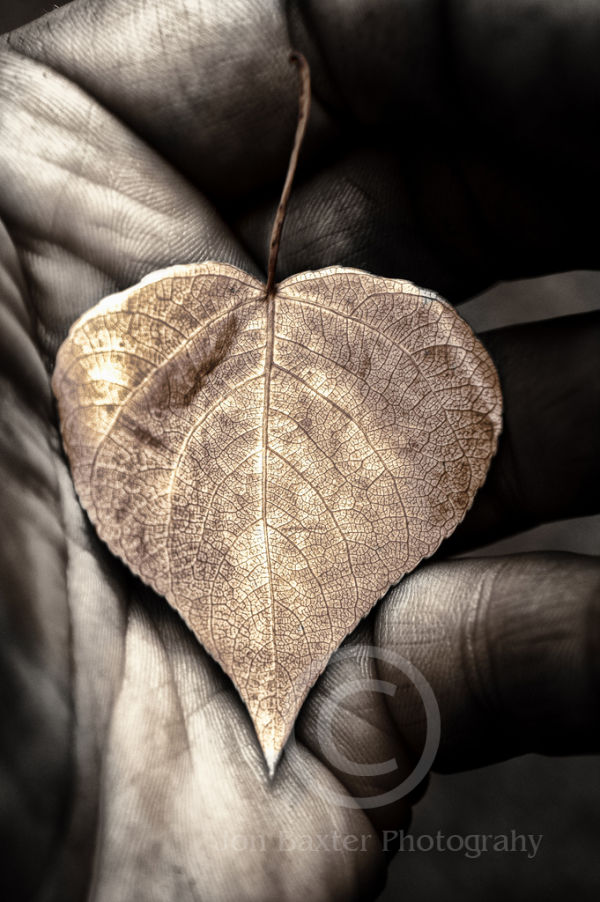 Gold Leaf ......