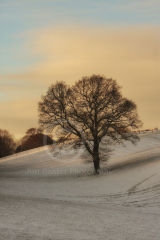 Tree in Snow ....