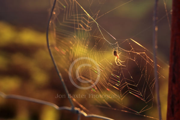 Rainbow web......