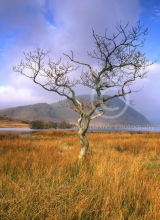 Lone Tree