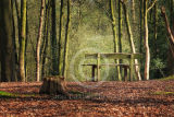 Bench in the woods ....