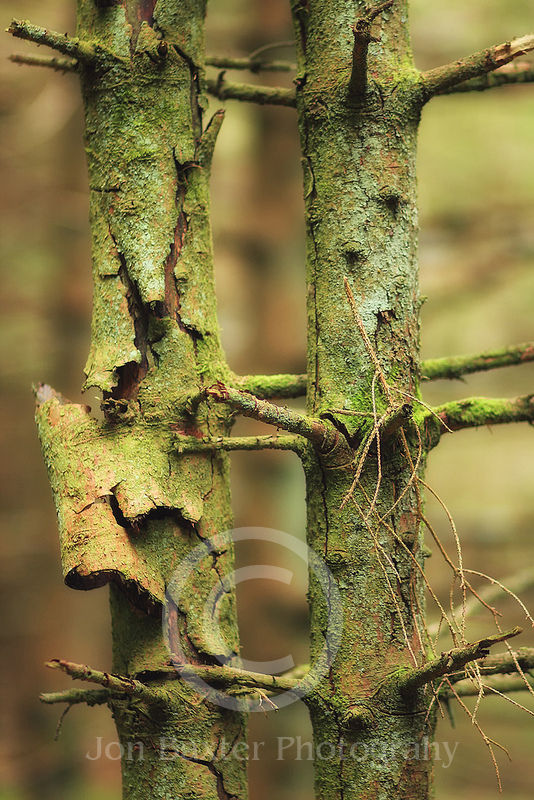 Tree Huggers