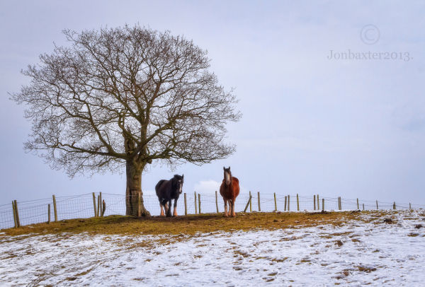 Winter Horses .....