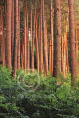 Trees in the Forest ...
