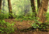 Misty woods....