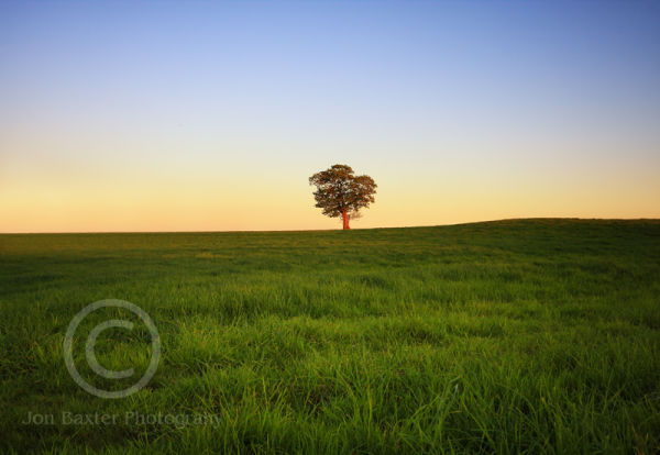 Sun Lit Tree....