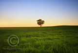 Sun Lit Tree....