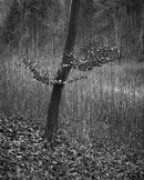 'Young Beach tree'