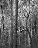 'Through the trees #1'
