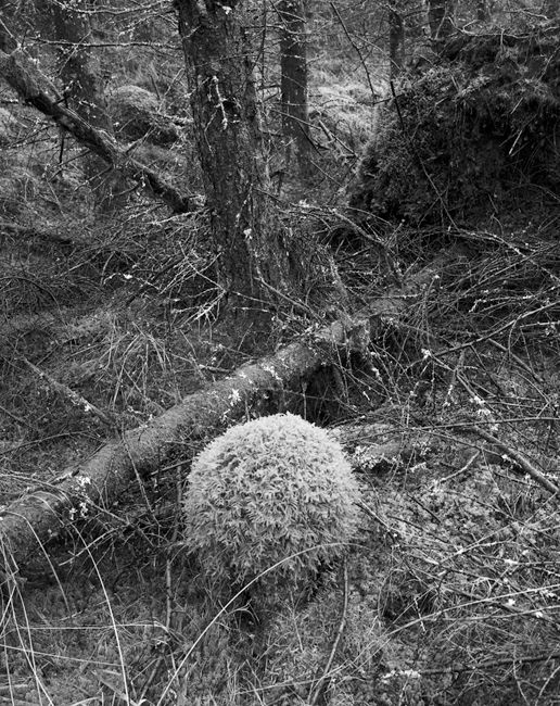 'Etive moss ball'