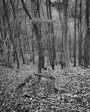 'Snake branch'