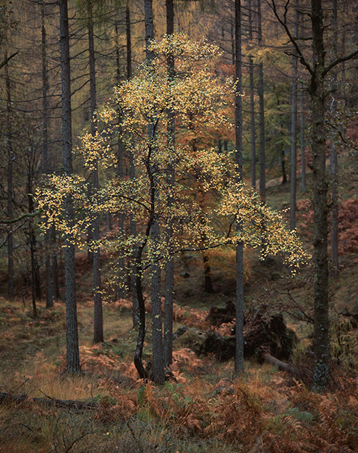 'Fall peak'