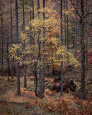 ‘Birch in Borrowdale’