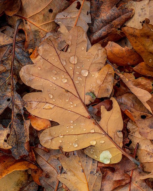 ‘Leaf Detail’