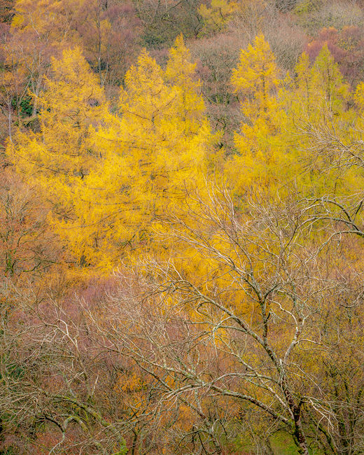 'Larches in Borrowdale'