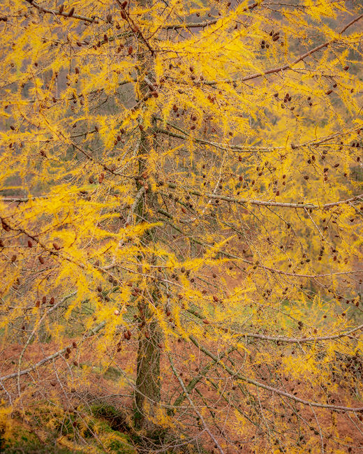 'Larch detail'