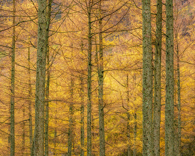 'Buttermere Larches'