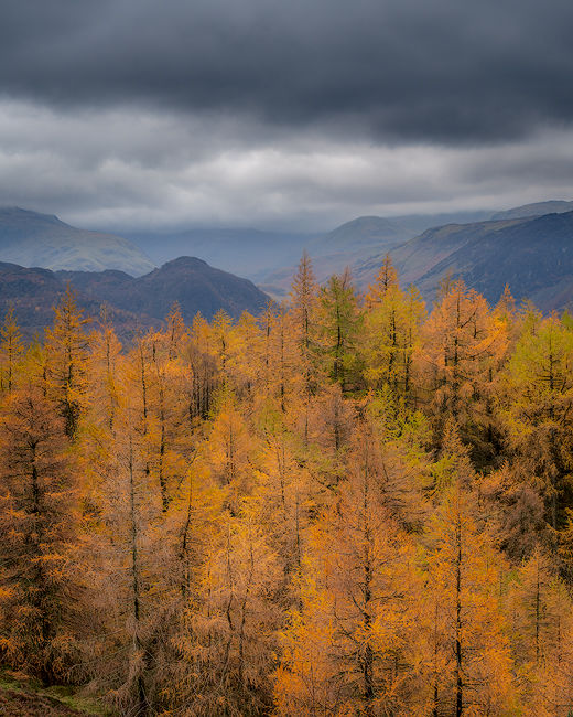 'Larches over Borrowdale'