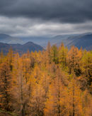 'Larches over Borrowdale'